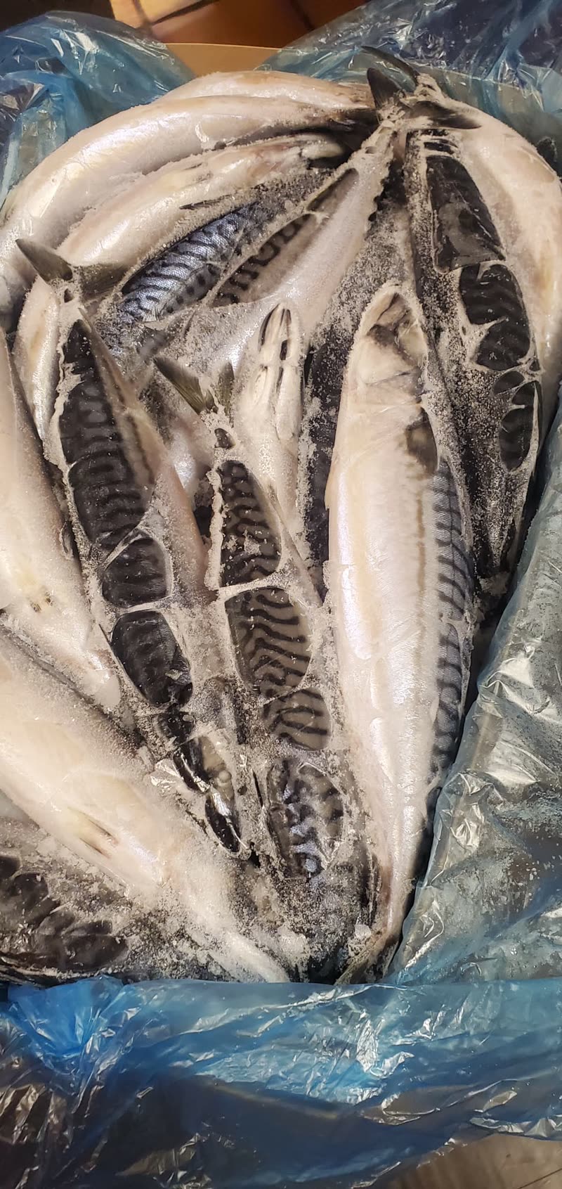 Mackerel Fresh Fish